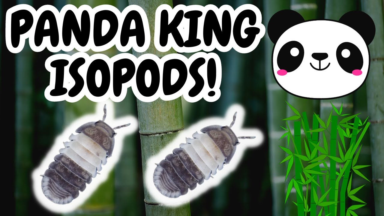 Panda King Isopod Unboxing & Enclosure Set Up | Invertebrate Cubaris | Spooderpods