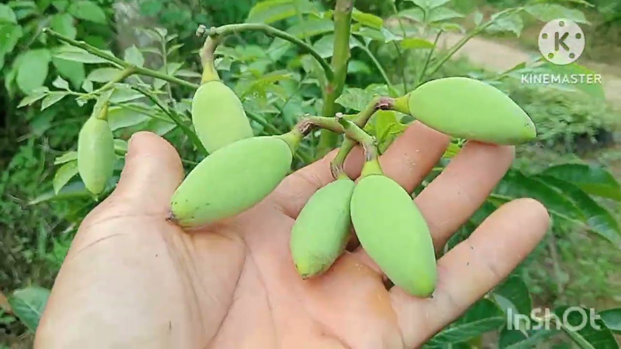 Cây trám đen ghép giống chuẩn,trồng 10 tháng ra quả siêu to.