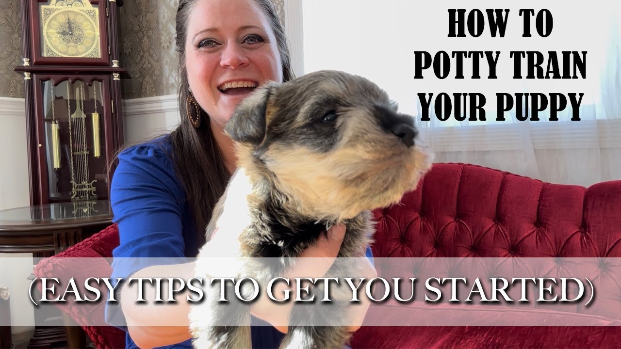 🐶 How to potty train your puppy (with easy tips to get you started)