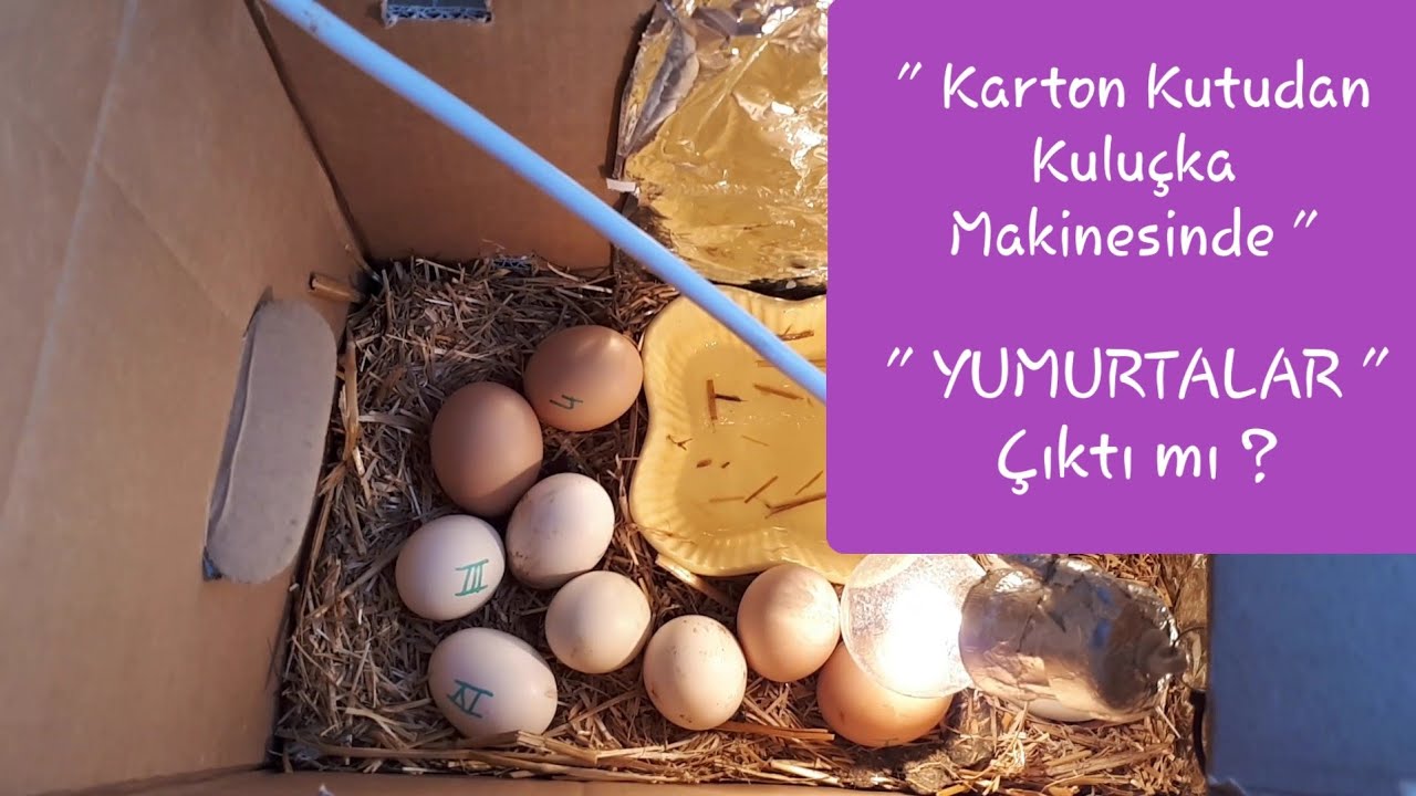 KARTON KUTU KULUÇKA MAKİNASINDA ÇIKIMLARIMIZ OLDU MU?