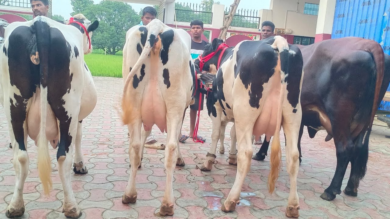देखिए शकील डेयरी फार्म की 2-2 दांत Pure Breed बछड़िया,Cross Breed, Girlando बिक्री के लिए उपलब्ध।