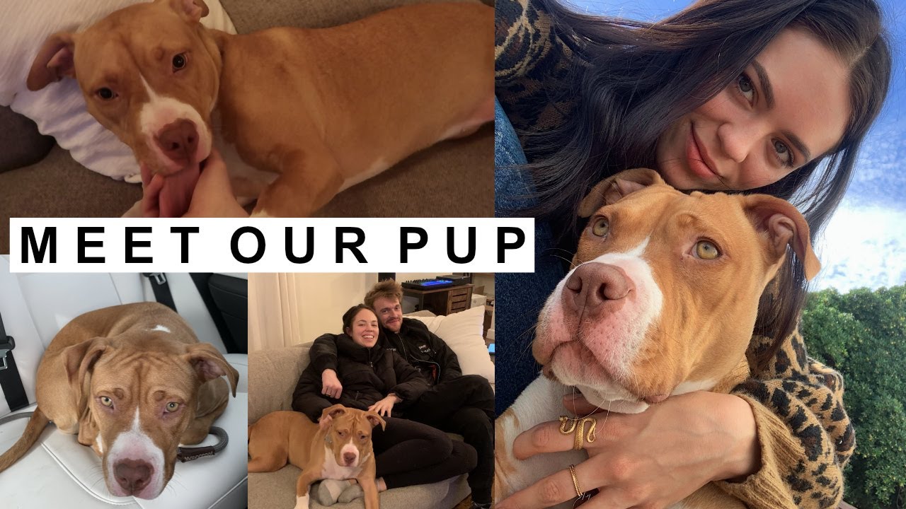 FIRST 24 HOURS WITH OUR PITBULL