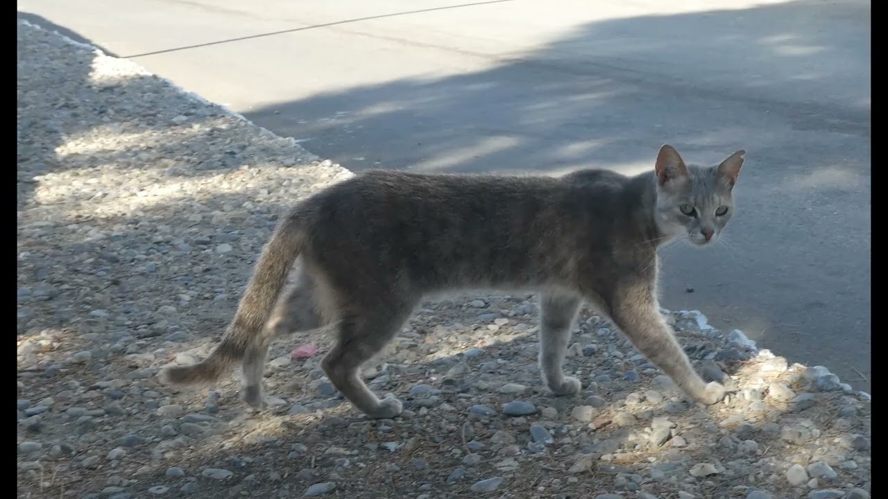 Cool cats