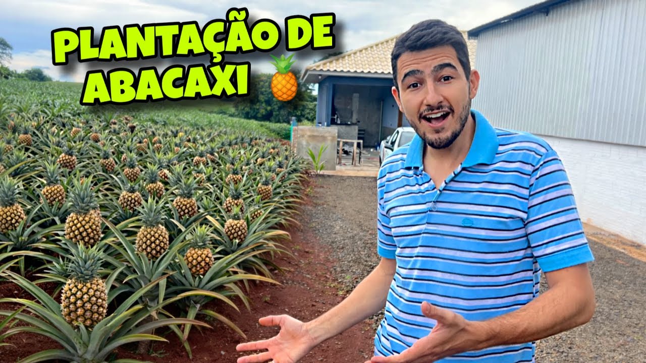 FIZ UMA PLANTAÇÃO DE ABACAXI 🍍