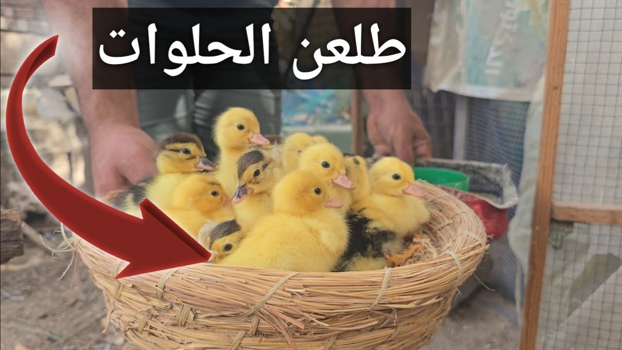 تفقيس البط المصري او المسكوفي والعمل في المحميه