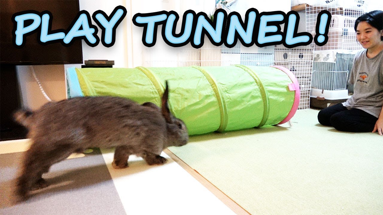 Giant Rabbit Plays in a Tunnel Toy!（ ジャイアントうさぎ、トンネルで遊ぶ！）