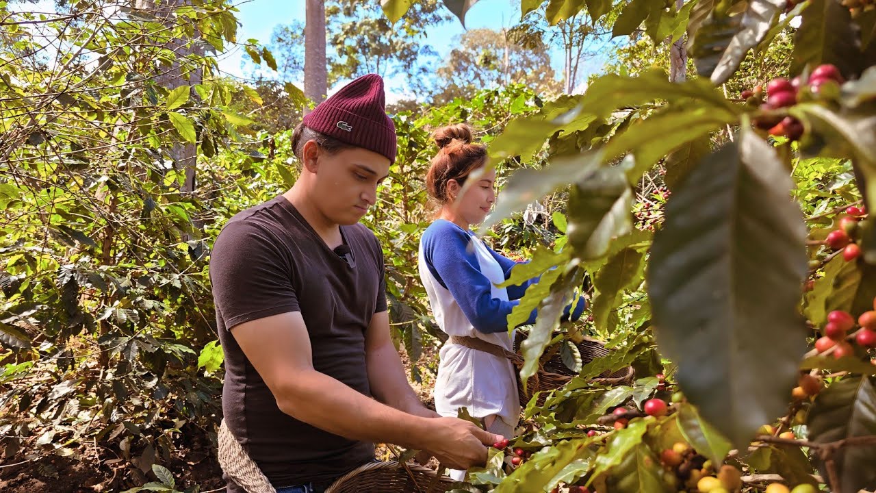 ¿Cuánto se gana cortando café en EL SALVADOR?