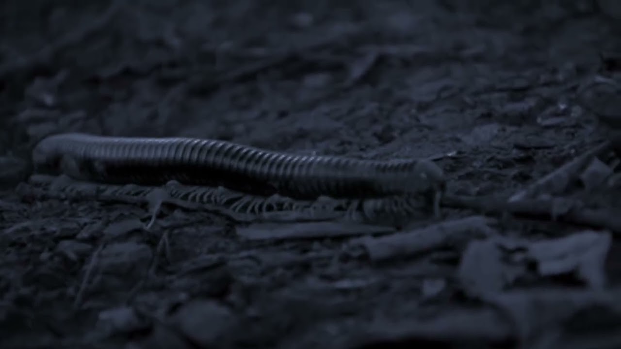 Millipede
