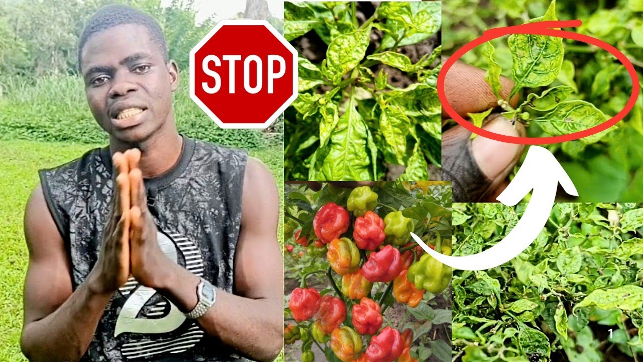 Culture du piment vert: La maladie la plus dangereuse démasquée. causes et traitement 