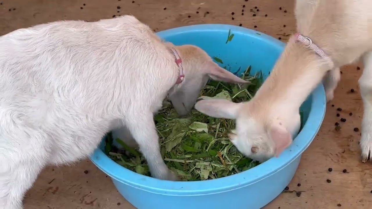 ヤギを飼う  はじめの一歩  苦手な雨   新農耕民族