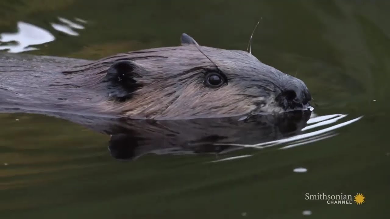 Great Lakes(1:13:43 &ndash; 1:13:59) Untamed Smithsonian