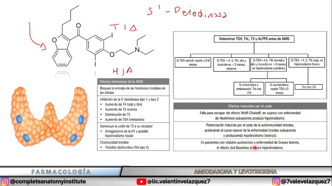 Amiodarona y disfunci&oacute;n tiroidea | Efecto de Wolff-Chaikoff