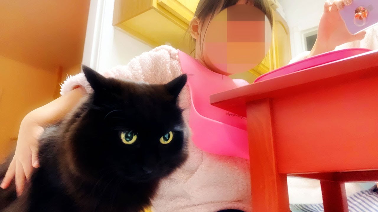 【しゃべる猫】不覚にも子どもの隣に座ってしまった猫の表情が可愛すぎた【しおちゃん】