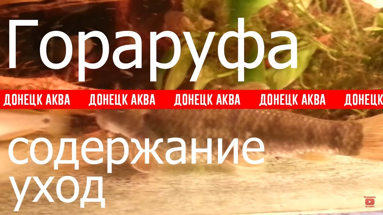 Garra rufa. как содержать Гараруфа, рыбки для пилинга, Лечебные рыбки, Aquarium fish, Zierfische