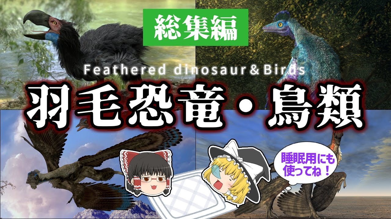 【睡眠用・ゆっくり解説】羽毛恐竜・鳥類【広告最初のみ　途中広告なし】