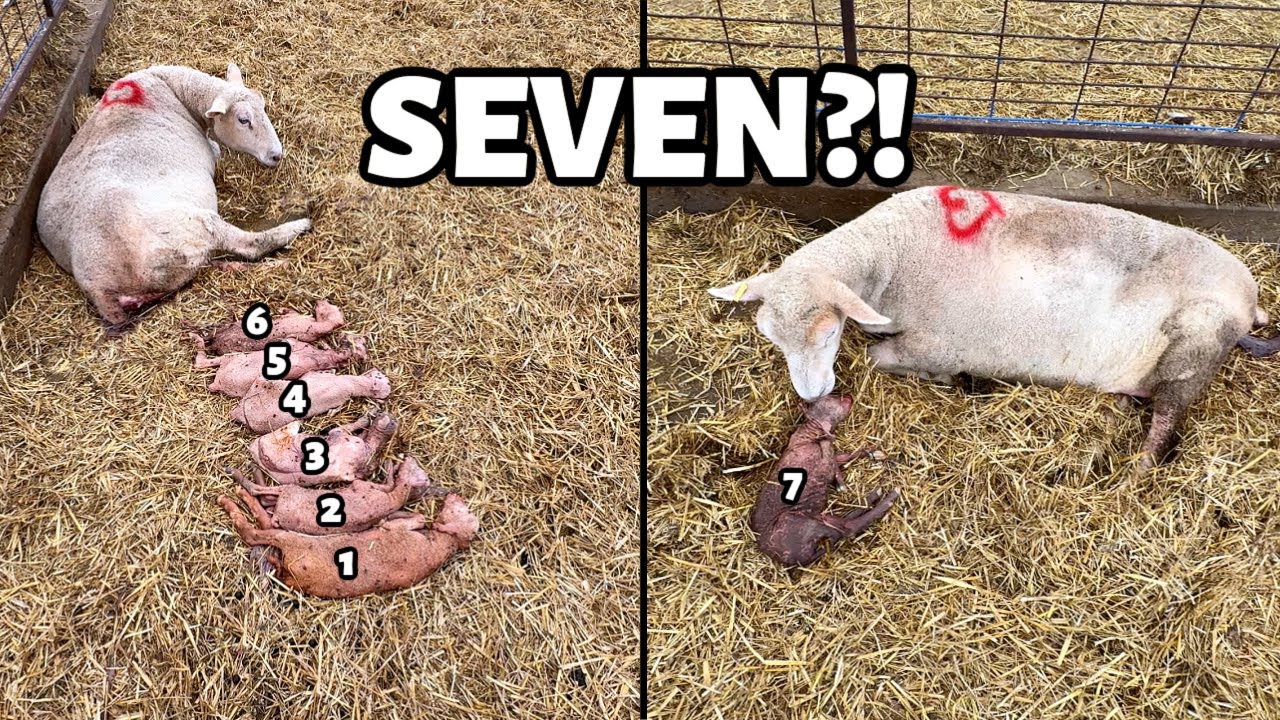 Mama had SEVEN lambs.