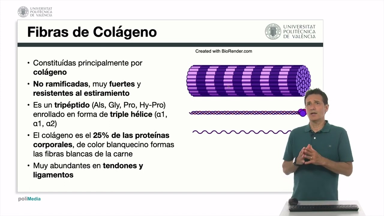 La matriz extracelular. Prote&iacute;nas y tipos de fibras. | 56/60 | UPV