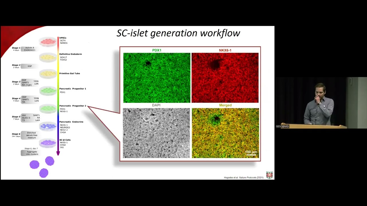 Stem cell derived islets for the treatment of diabetes
