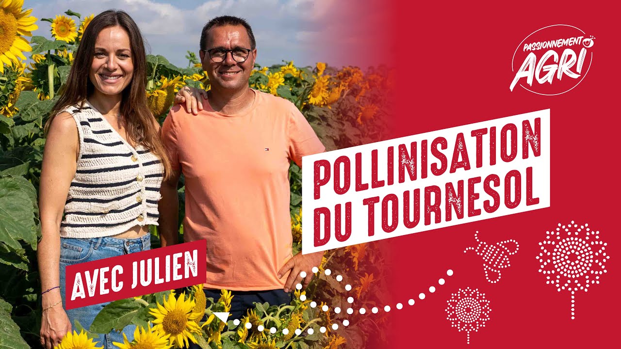 Une journée pour comprendre la pollinisation du tournesol | Passionnément Agri S1 | Limagrain