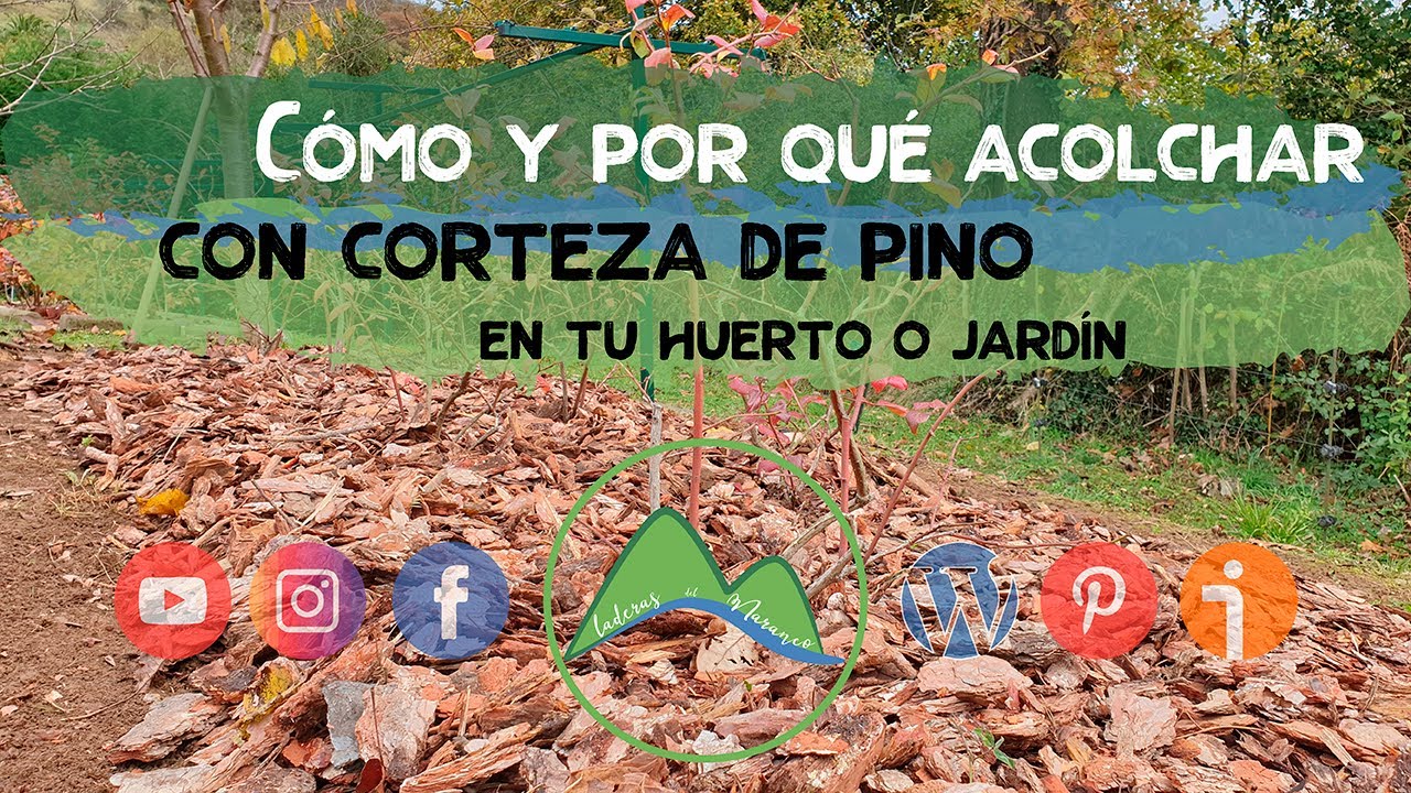 Cómo y por qué acolchar con corteza de pino en tu huerto o jardín | LdN