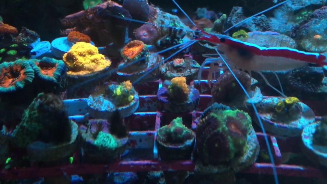 New Worldwide Corals WWC OG Bounce mushroom