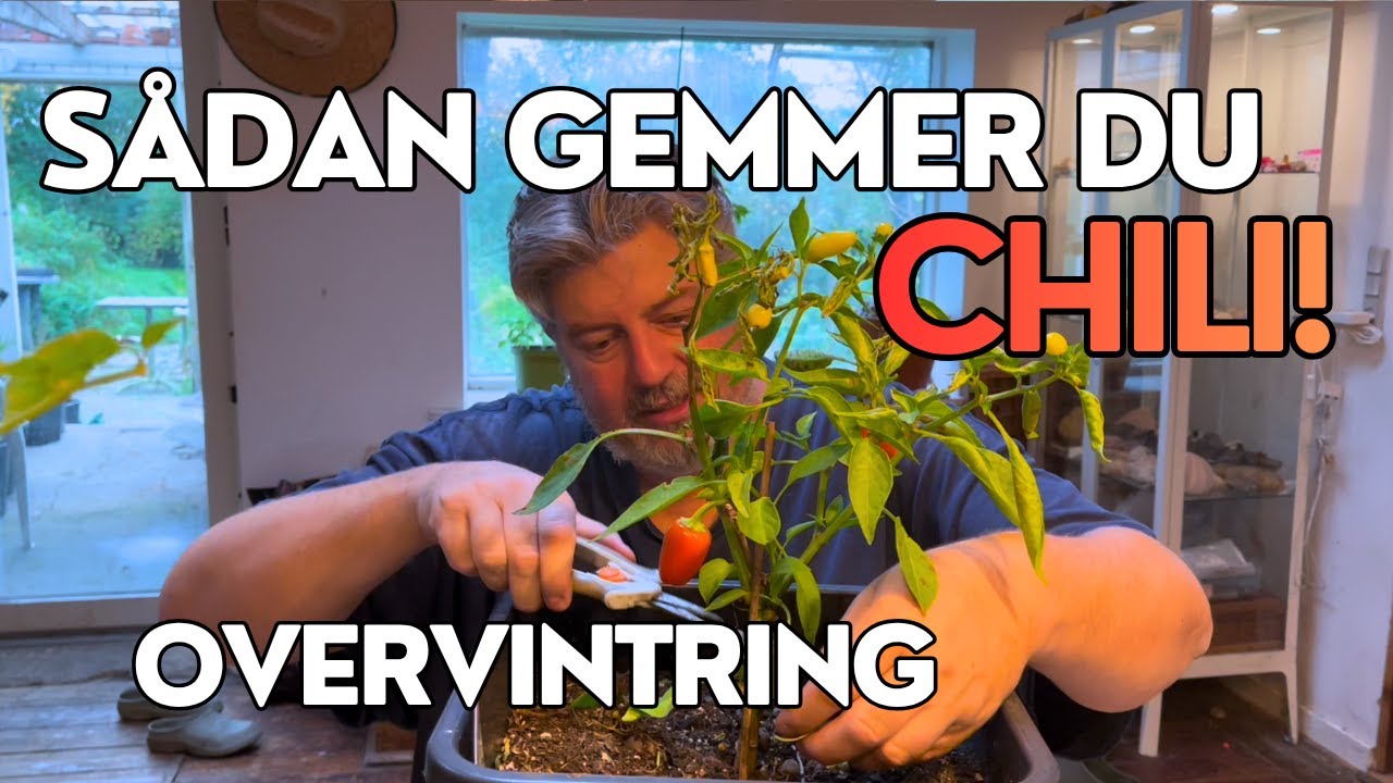 Gem dine chiliplanter til n&aelig;ste sommer 🌶️ | S&aring;dan overvintrer du chili i vindueskarmen