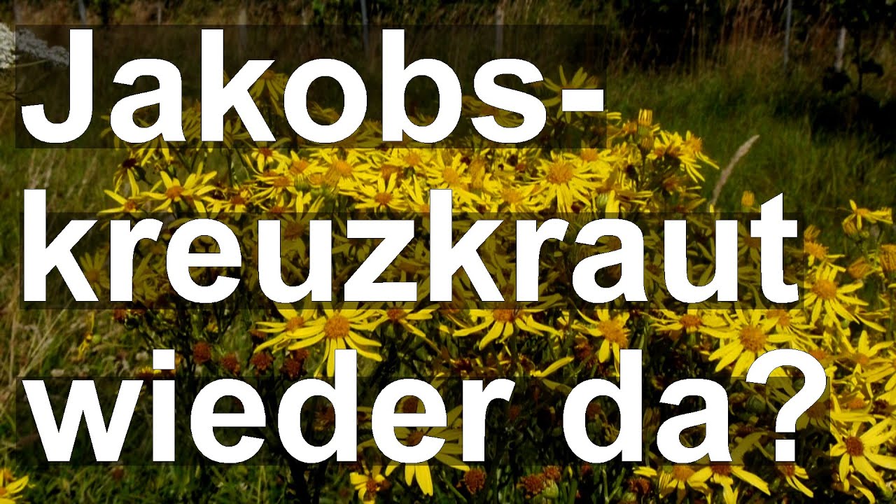 Jakobskreuzkraut wieder da? Imker und Bienen im Aufforstungsgebiet Mielkendorf