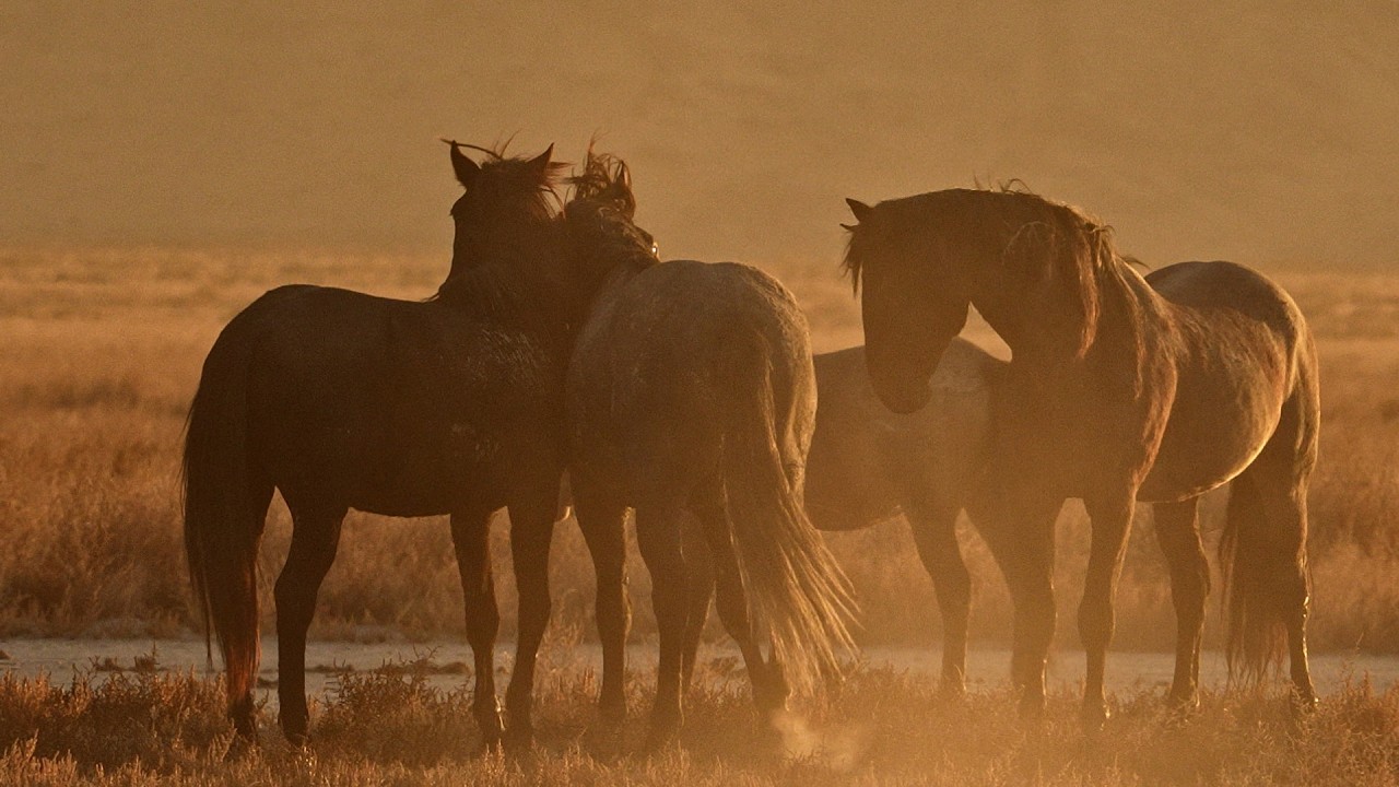 Muzyka folkowa akustyczna, indie/indie-folk &bdquo;Wild Horses of the West&rdquo; zespołu Open Road Folk Music