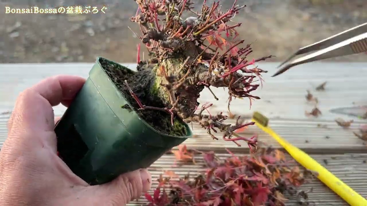 【YMJ】ボディ大きめ山もみじ #盆栽 #bonsai