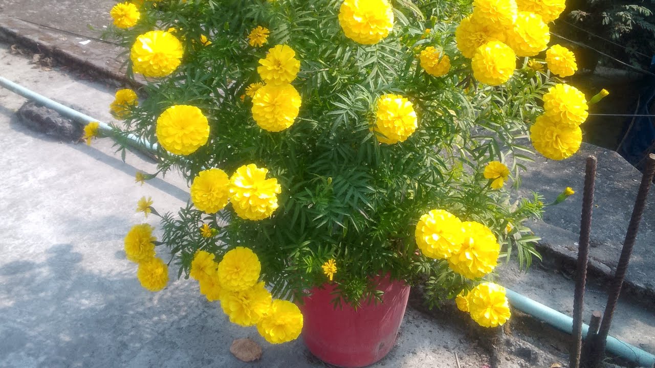 Momtaz Bagom is live!   I Love  every one 🥀my name  si🌹momotaz  🌹bagam  চলে এসো রাএের লাইবে