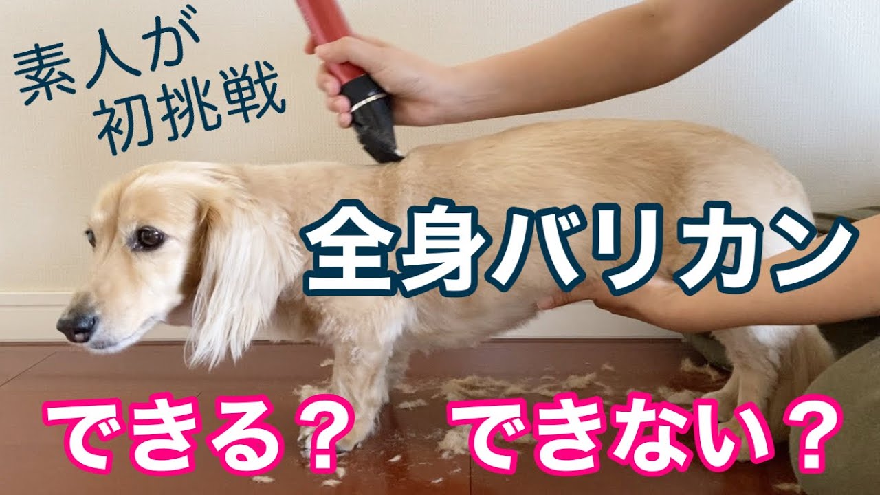 【ミニチュアダックスフンド】おうちでセルフトリミング！素人が全身バリカンに初挑戦Grooming a Miniature Dachshund
