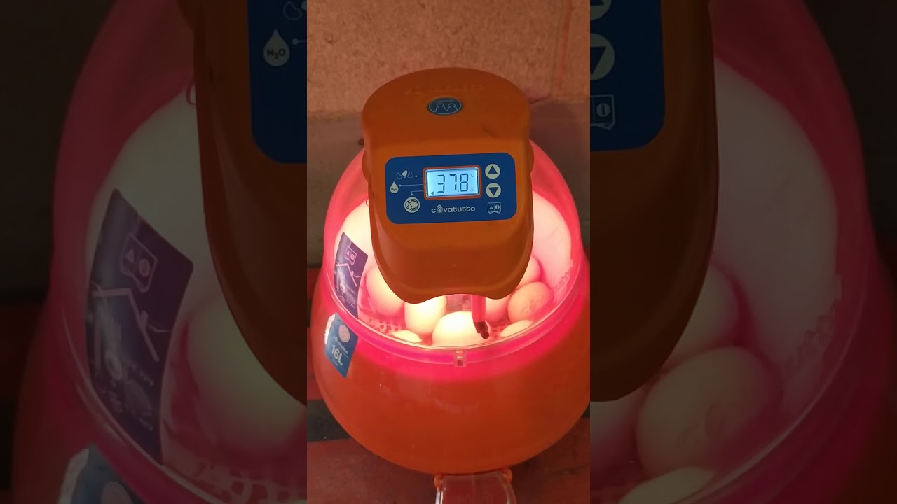 Incubatrice novital. Covatutto 16auto