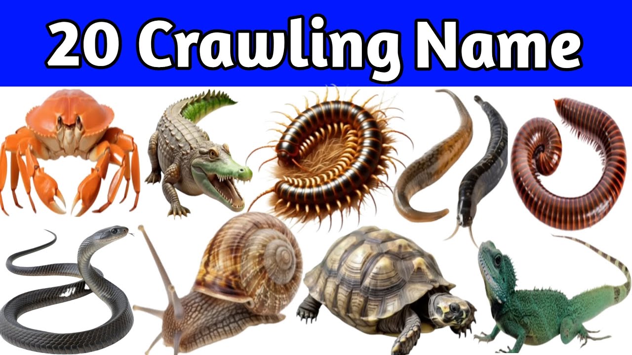 20 Crawling Animals Names with Sounds | Crawling Animals | Crawling Animals Name