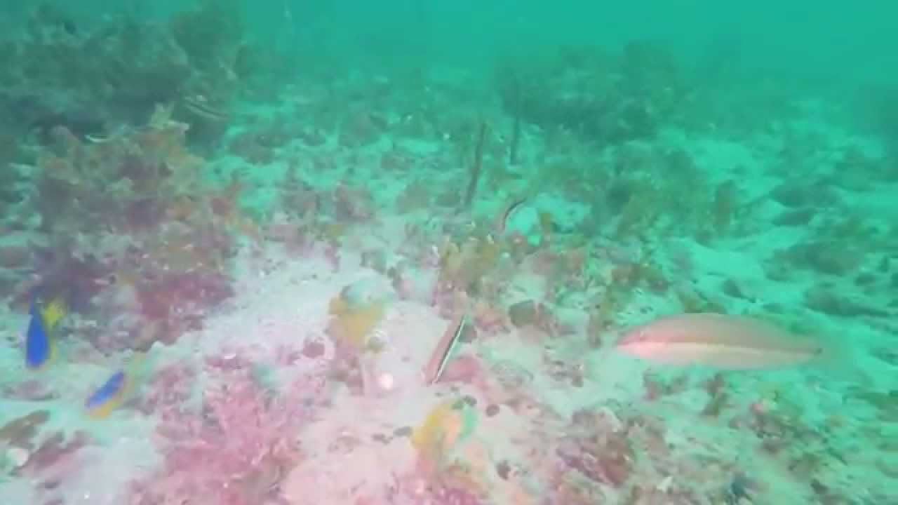 Scuba dive a ledge near the shipping channel at Egmont fl