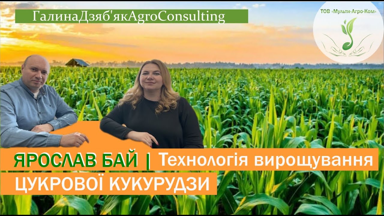 Технологія вирощування цукрової кукурудзи: гібриди, посів, живлення, захист, вимоги до якості