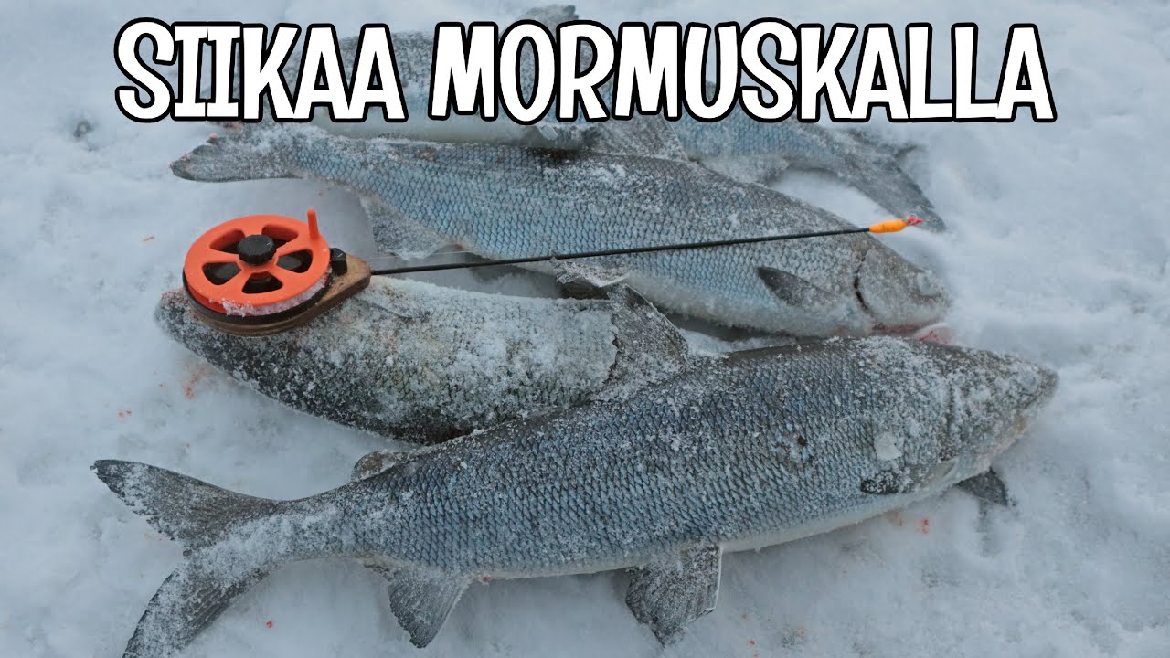 LÄHDIN SIIKAPILKILLE ILMAN JÄÄKAIRAA - HAKKASIN PUUKOLLA AVANNON JA SAIN MONTA SIIKAA