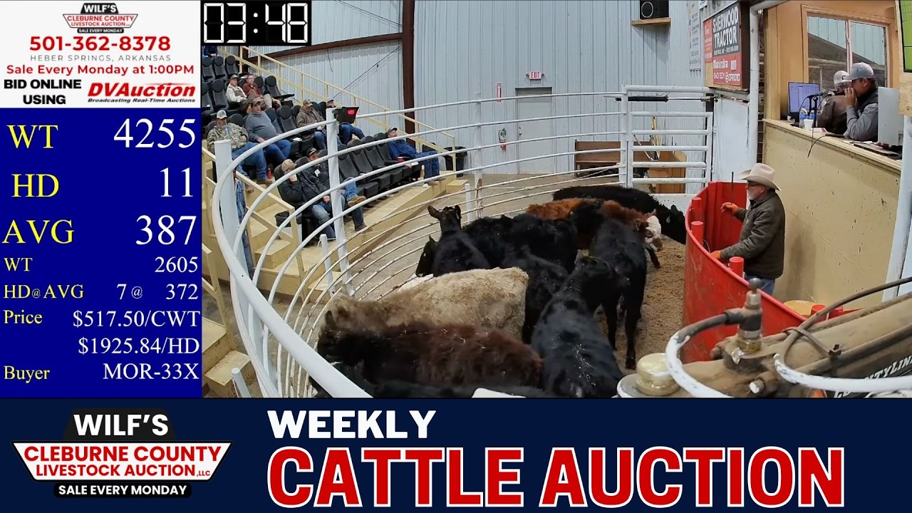 North Arkansas Cattle Auction LIVE | Wilf’s Cleburne County Livestock | Feb 2, 2026