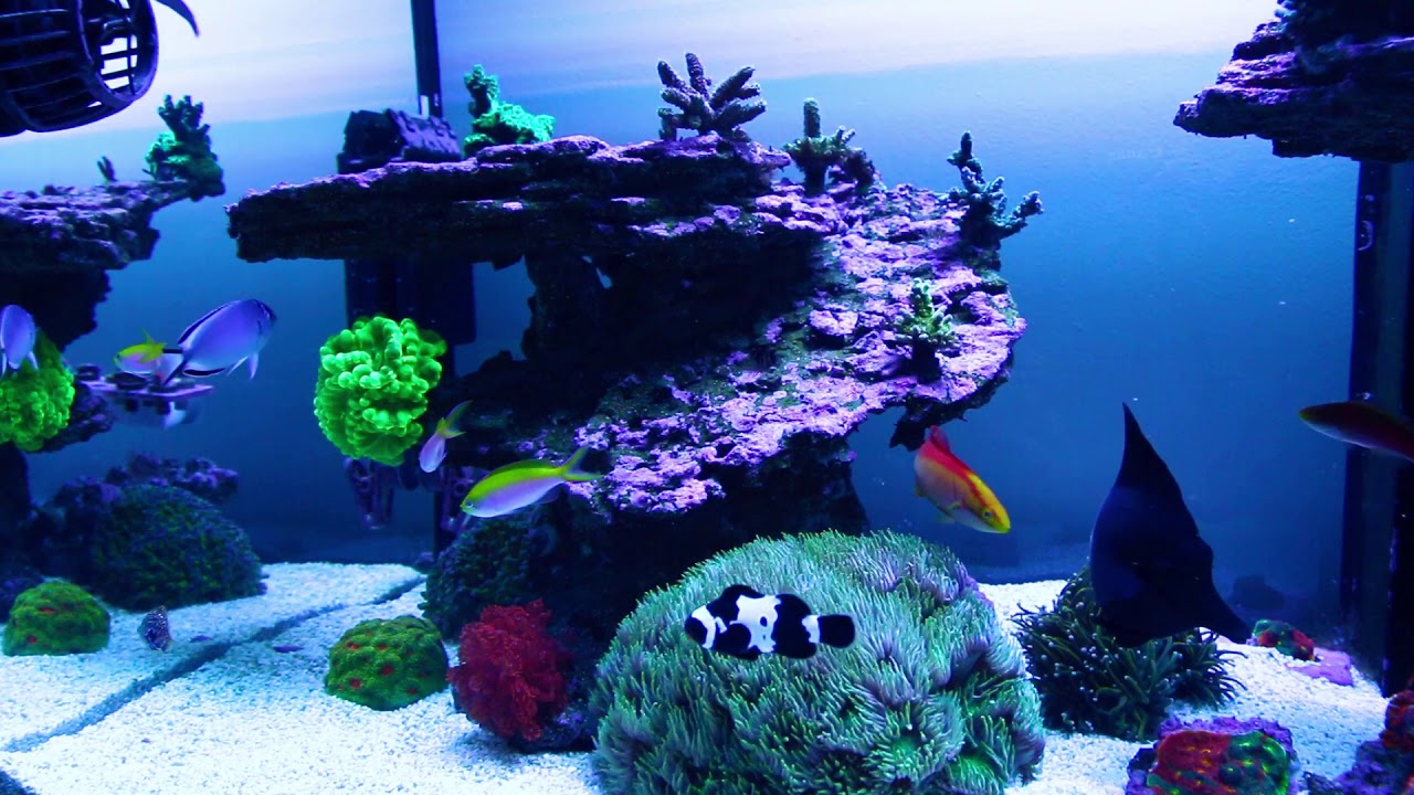 Red Sea Reefer 525xl LTS