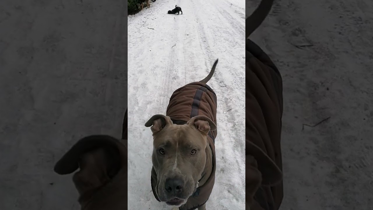 Heute erzähle ich warum die Hunde immer so brav auf mich warten. 