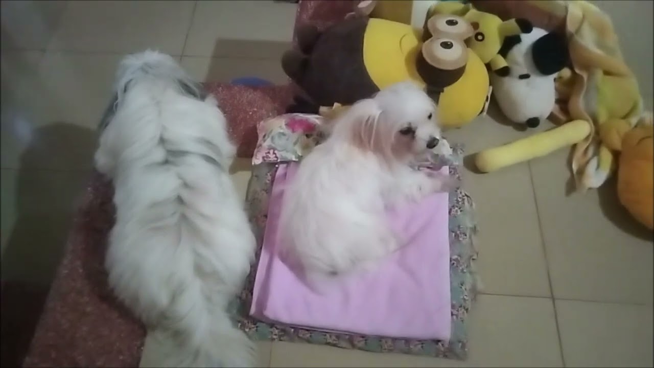 YOHAN AND SNOW'S PLAYTIME