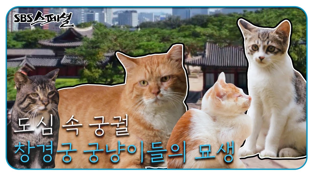 도심 속 궁궐 창경궁 고양이 ‘궁냥이들’ㅣSBS 스페셜(SBS Special)ㅣSBS Story