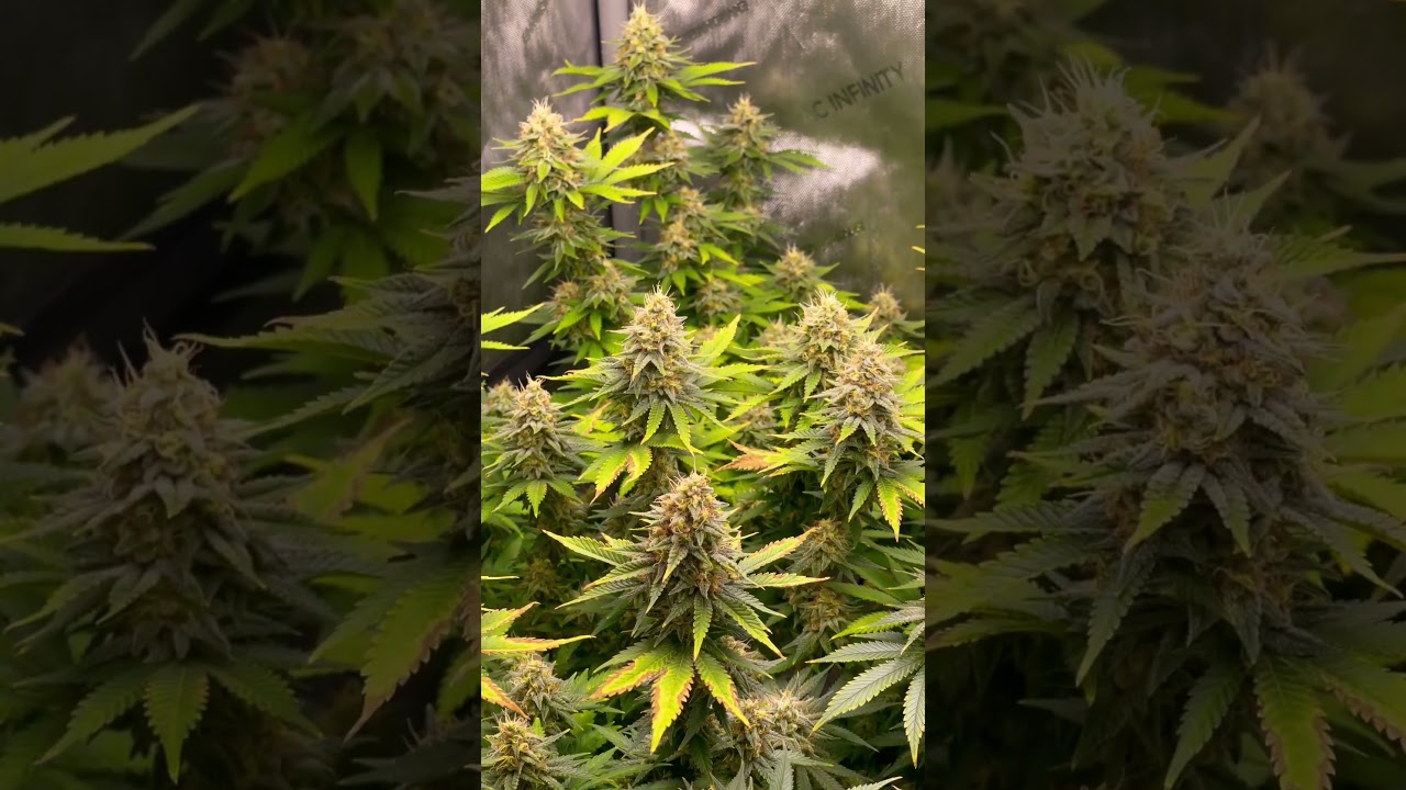 seed to harvest last 2 weeks of flower indoor organic garden SCROG