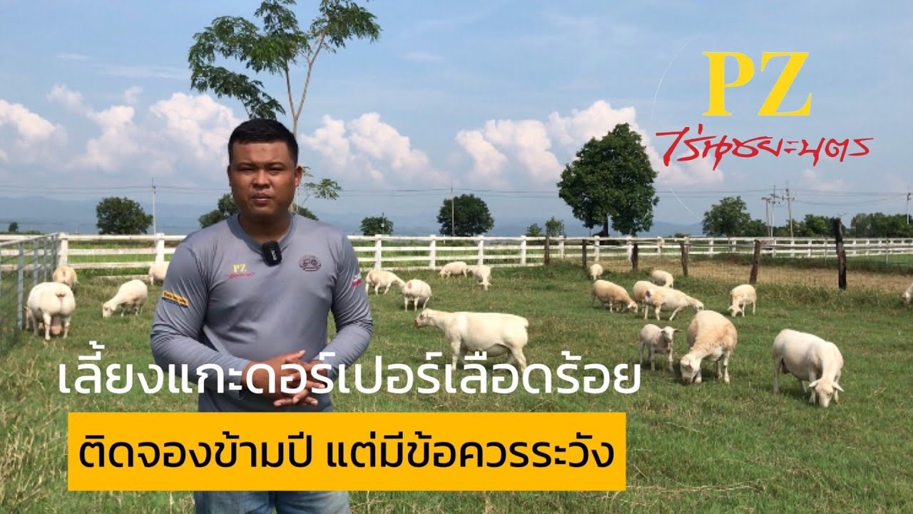 เลี้ยงแกะดอร์เปอร์เลือดร้อย ติดจองข้ามปี แต่มีข้อควรระวัง @ชุมชนคนเลี้ยงแกะ