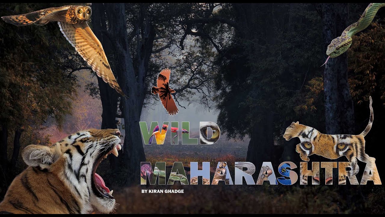 Wild Maharashtra - Original