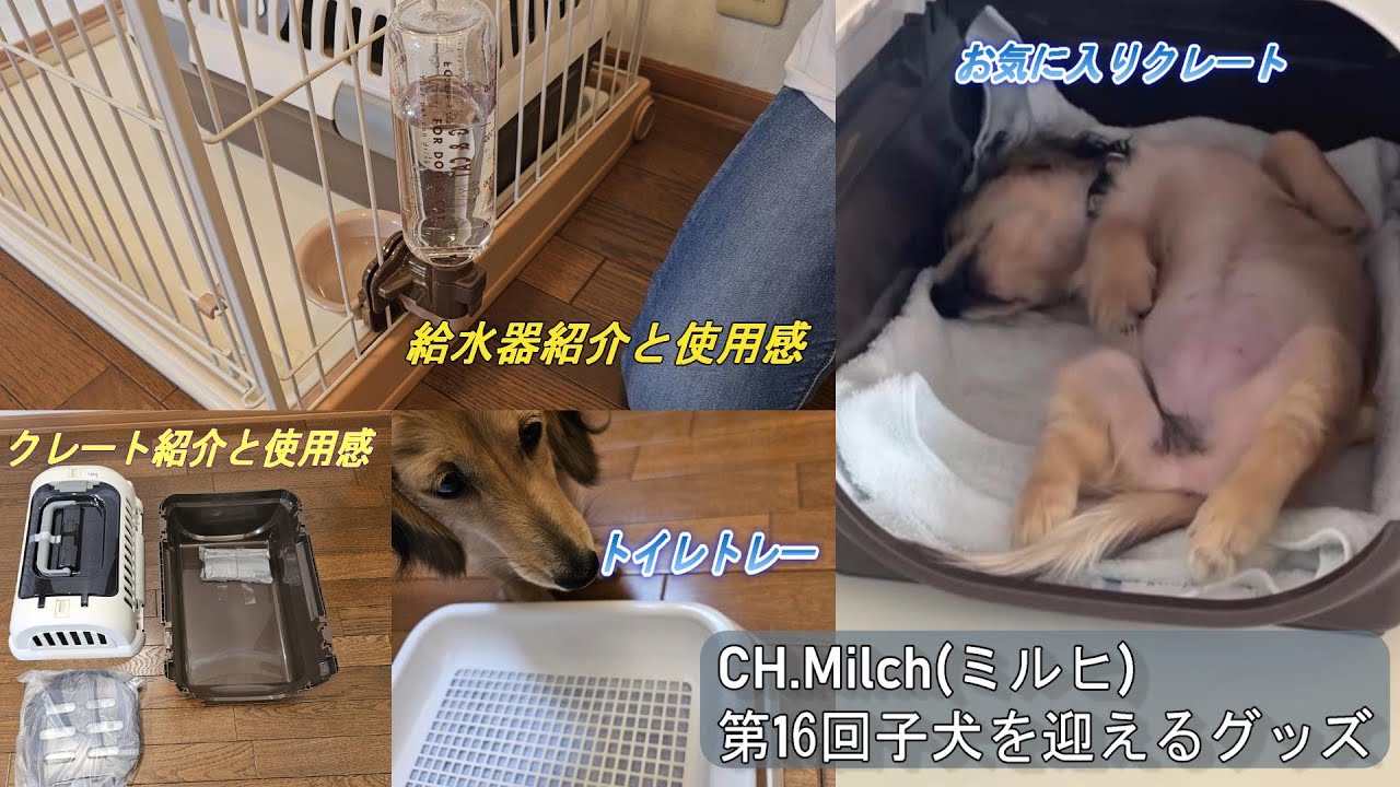 第16回子犬を迎えるグッズ　#ダックスフンド　#カニンヘンダックス　#子犬　#ミニチュアダックス  #クレート　#犬のいる暮らし