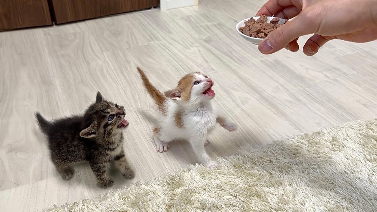 保護した生後1ヶ月の子猫に生まれて初めて離乳食をあげたら大変なことに…