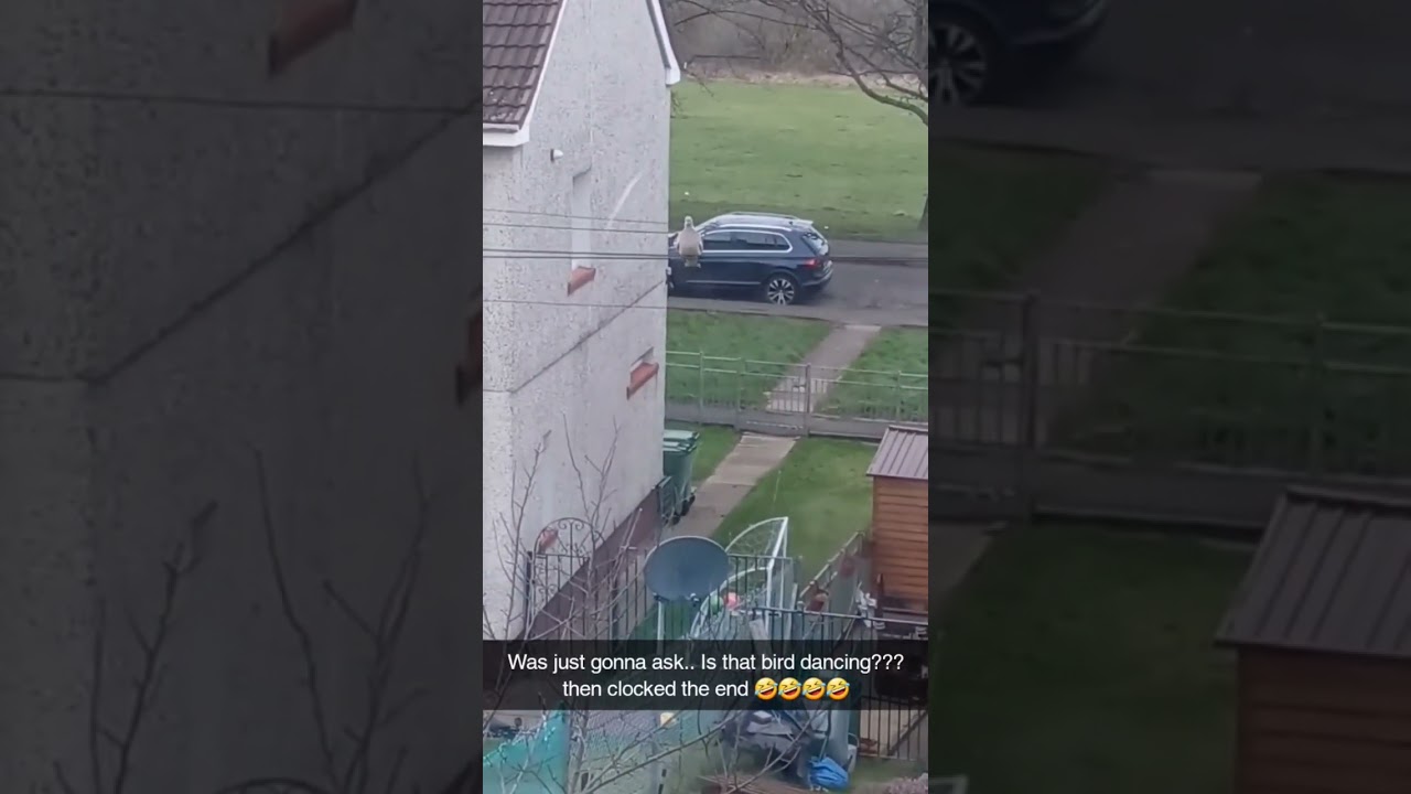 birdwatching gone wrong #birds #bird #birdwatchinguk #birdwatching #birdwatchers #sub #subscribe