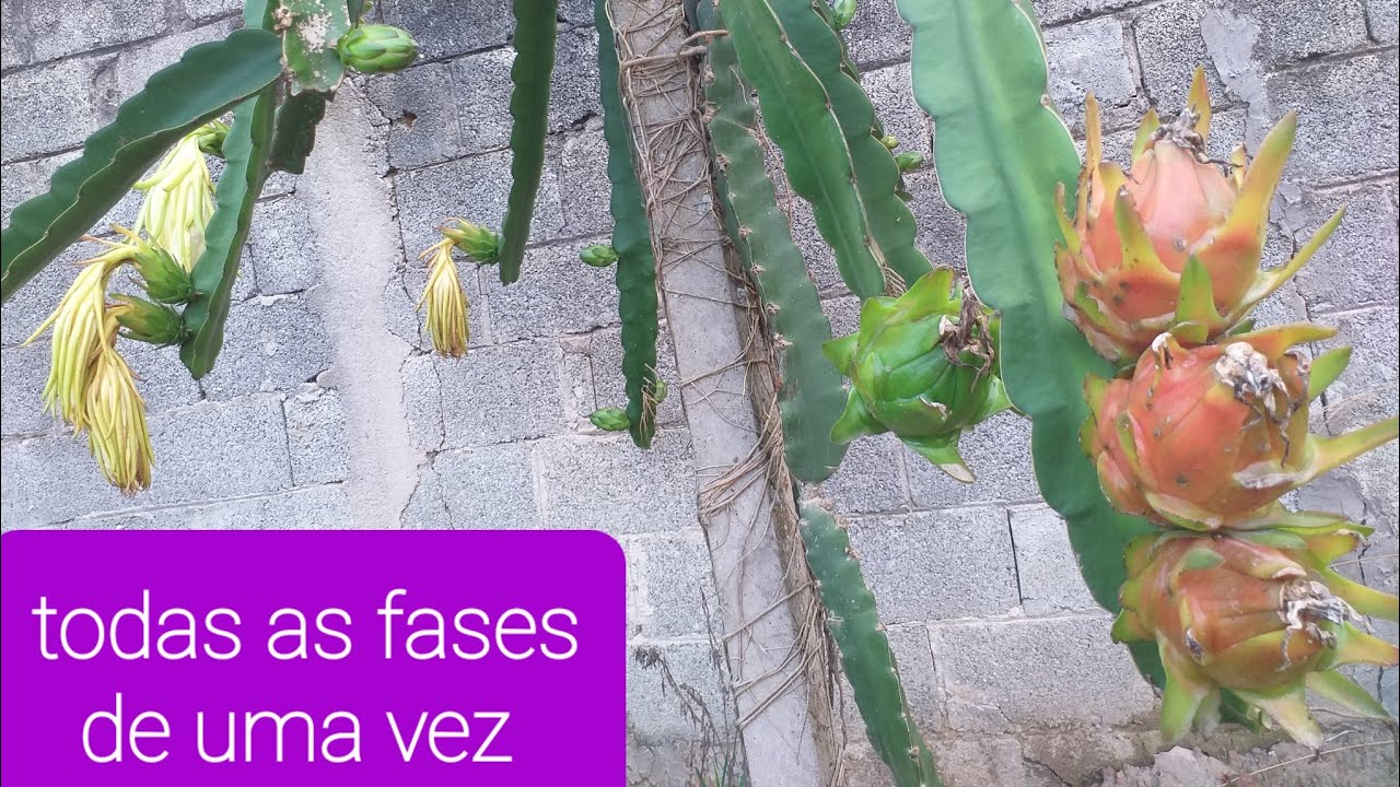 Pitaya, todas as fases de produção, em única planta. botão floral, flores, frutos verdes e maduros.