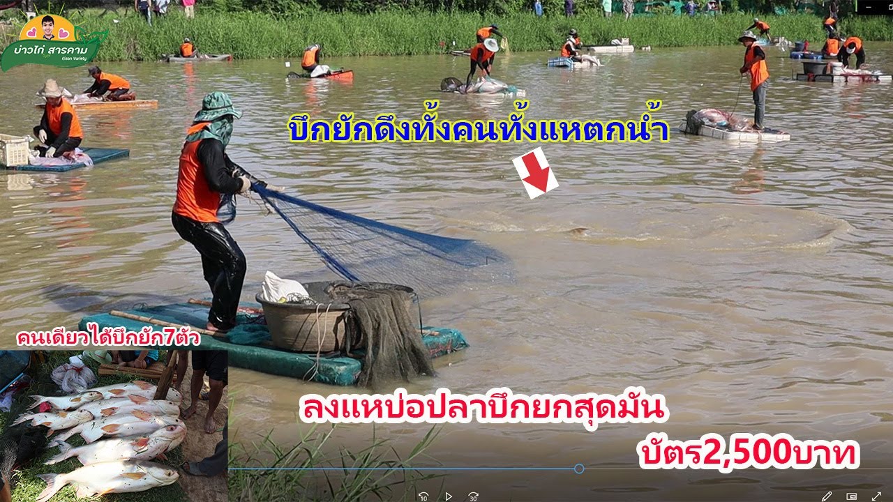 ลงแหบ่อปลาบึกยักสุดมัน พาแหแพวิ่งสุดแรง แหไม่ดีขาดแน่นอน #คลิปที่71