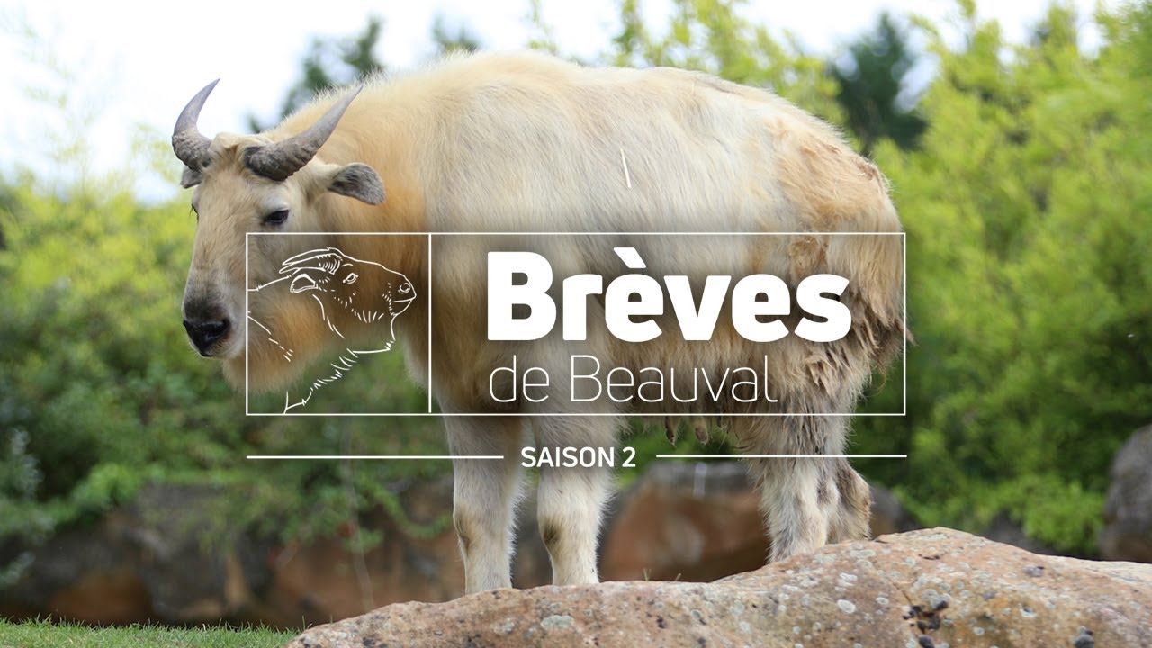 Brèves de Beauval : l’émission 100% immersion ! - Saison 2 Ep 13